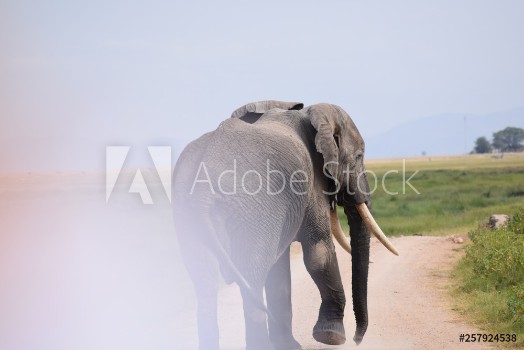 Picture of elephant in africa